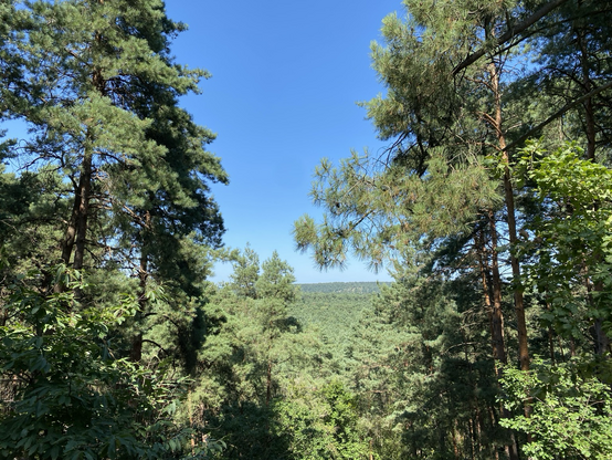 Une vue de forêt, avec des arbres au premier plan de chaque côté, qui empêchent de voir l’horizon. 