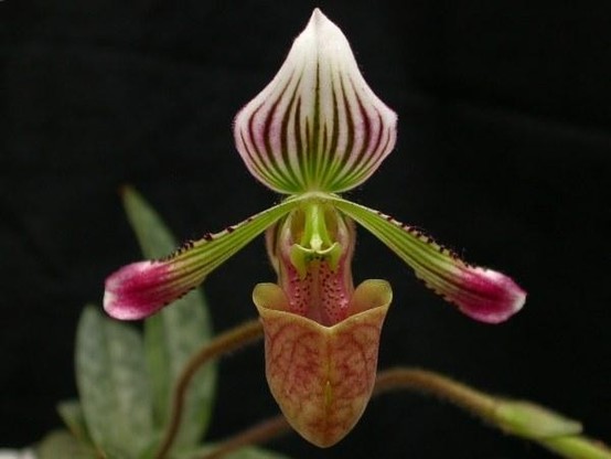 A picture of Paphiopedilum fowliei
More info and attribution: https://commons.wikimedia.org/wiki/File:Paphiopedilum%20fowliei.jpg