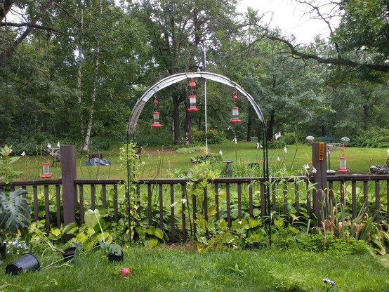 Picture of a wire garden arch next to a brown wooden fence.
5 hummingbird feeders hand from the arch and 2 more feeders hang from posts along the fence.