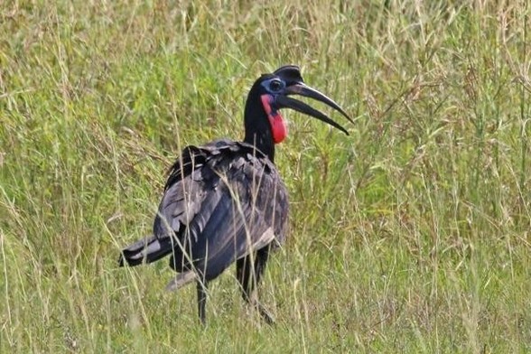 A picture of Bucorvus abyssinicus
More info and attribution: https://commons.wikimedia.org/wiki/File:Abyssinian%20ground-hornbill%20%28Bucorvus%20abyssinicus%29%20male.jpg