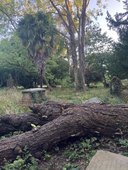 Trees and graves
