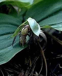 A picture of Cypripedium fasciculatum
More info and attribution: https://commons.wikimedia.org/wiki/File:Cypripedium-fasciculatum2.jpg