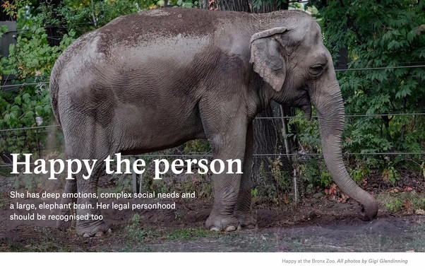 Screenshot from top of linked article. We see a photo of an Asian elephant standing next to a wire fence. Behind the fence are leafy trees and shrubs. Overlaid is a headline which says: 