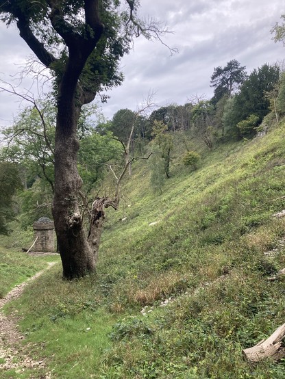 Limestone gully with scrub, scattered trees and goats