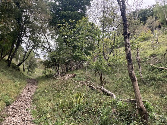 Path, scrub, ferns, scattered trees