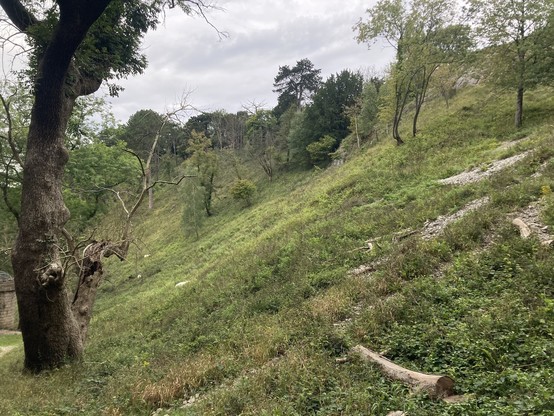 Limestone gully with scrub, scree and scattered trees