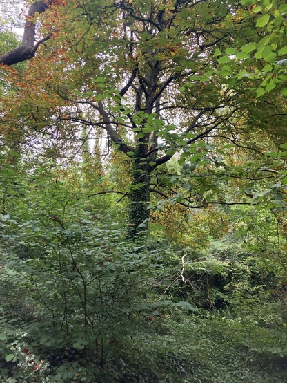 Horse chestnut tree turning orange on zigzag path