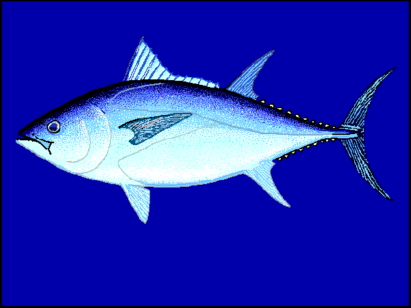 A picture of Thunnus maccoyii
More info and attribution: https://commons.wikimedia.org/wiki/File:Thmac%20u0.gif