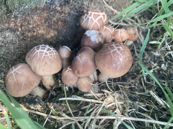 A cluster of reddisch mushrooms with a cracs if white shining trough. Some grass on the foreground and a tree trunc behind them 