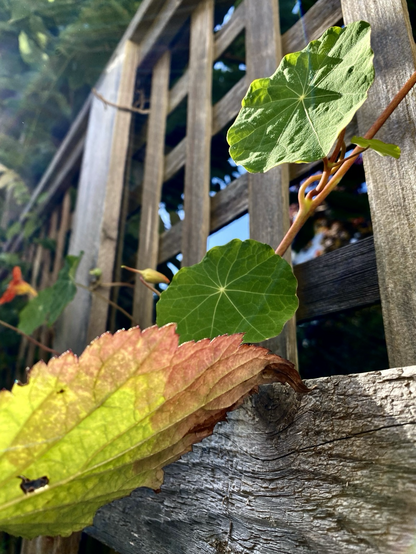 Close up of fallish looking leaf from below above are nasturtium leaves poking through a cedar lattice panel on a gorgeous fall day. One blossom on far left of frame. 