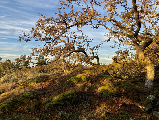 Garry Oak in fall colours on moss covered rocks on edge of meadow with Olympic Mountains in distance. Wisps of thin clouds against beautiful blue sky above. 