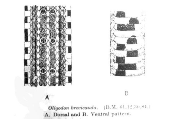 A picture of Oligodon brevicauda